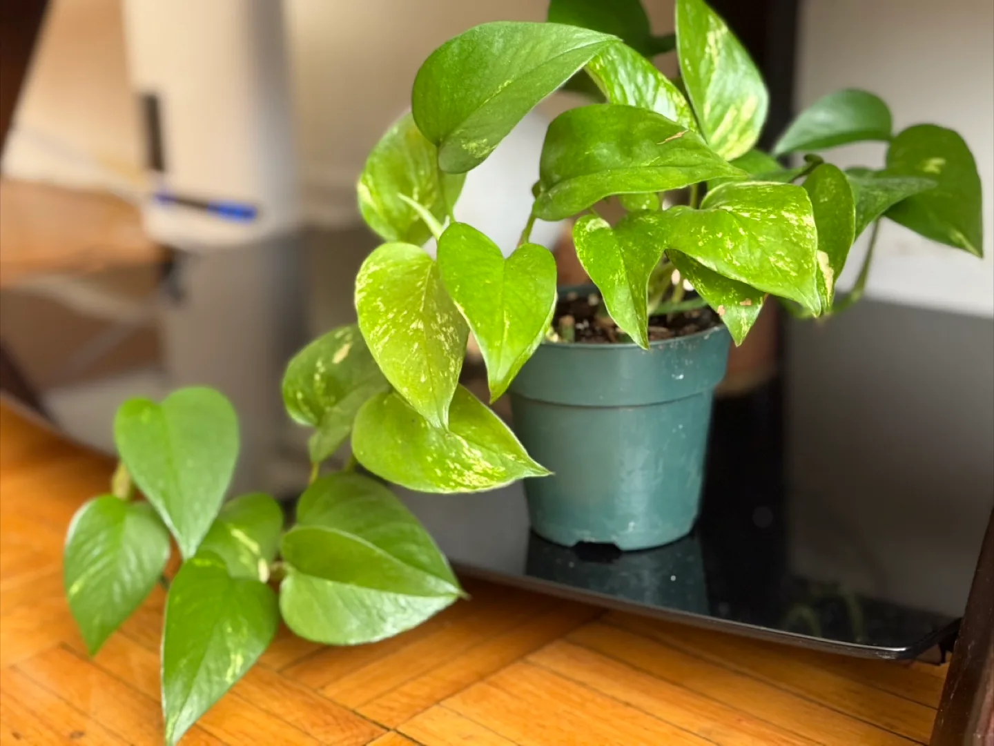 Potted Golden Pothos Plant thumbnail