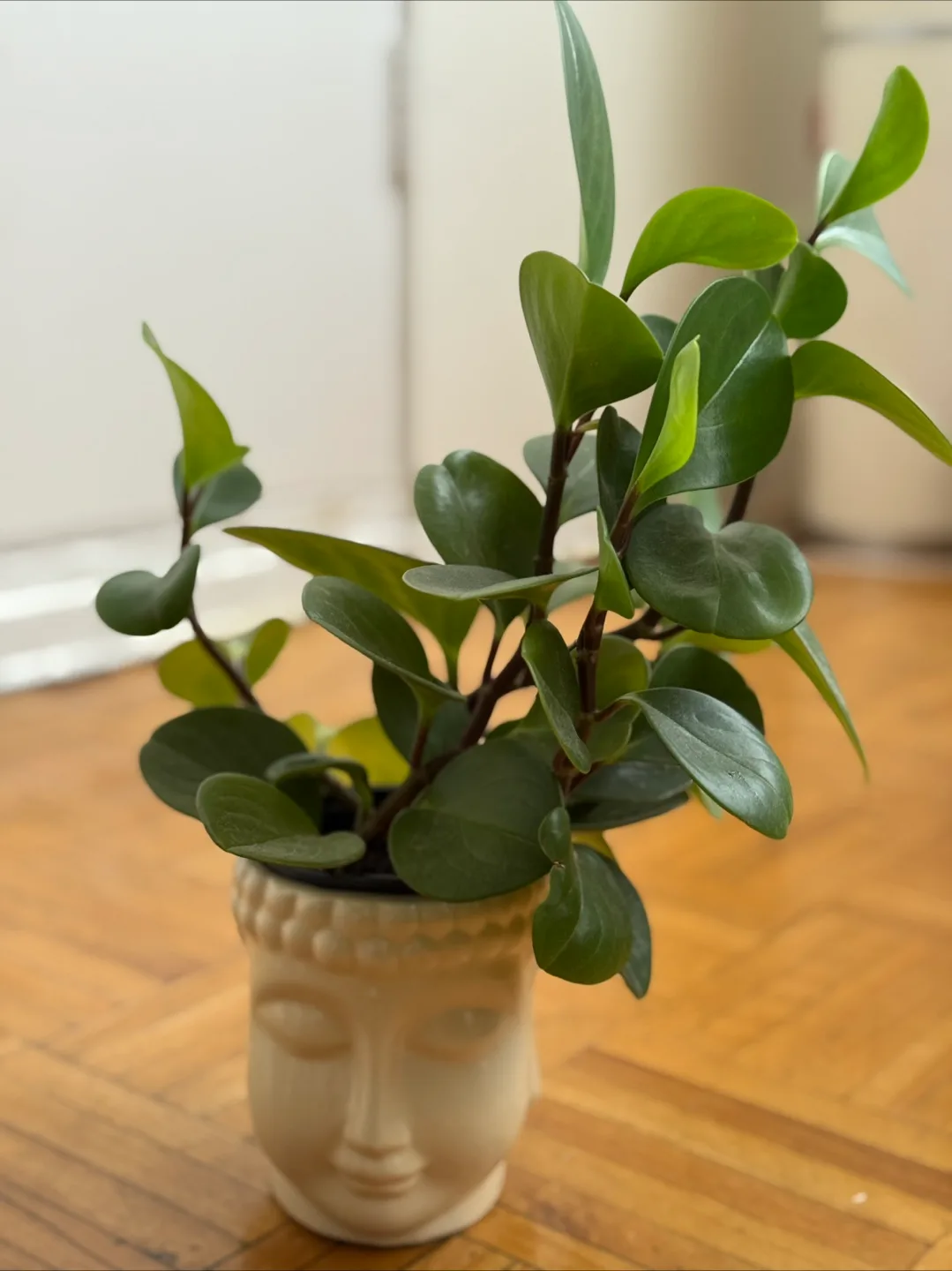 Peperomia Obtusifolia Plant in Face Pot thumbnail