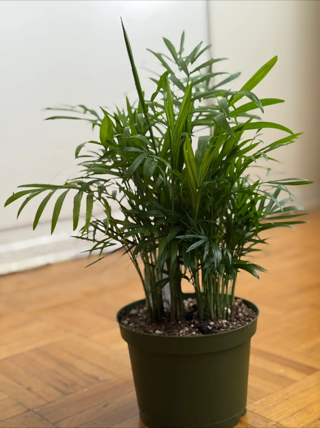 Parlor Palm Plant thumbnail