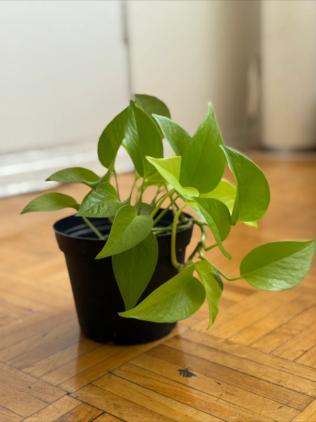 Potted House Plants thumbnail