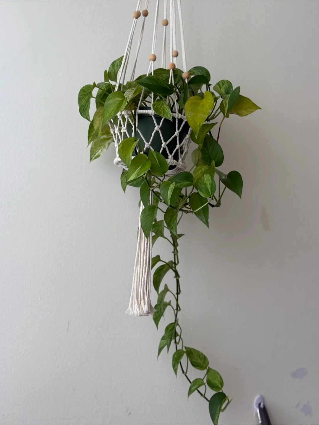 Macrame Plant Hanger with Wooden Beads thumbnail