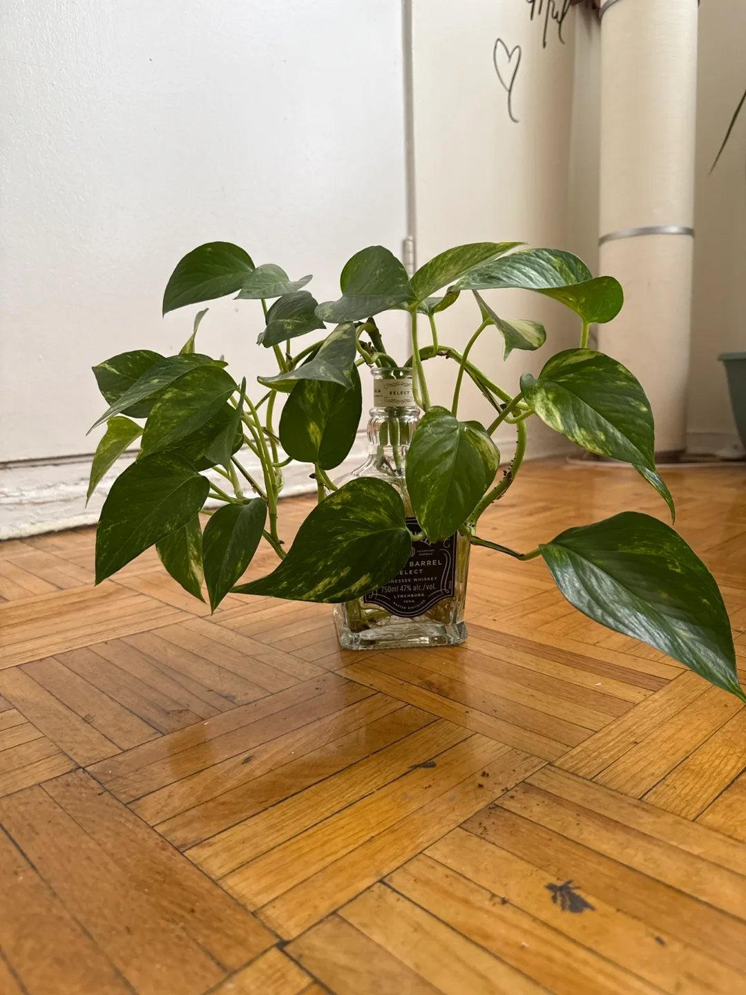 Pothos Plant in Jack Daniel's Bottle thumbnail
