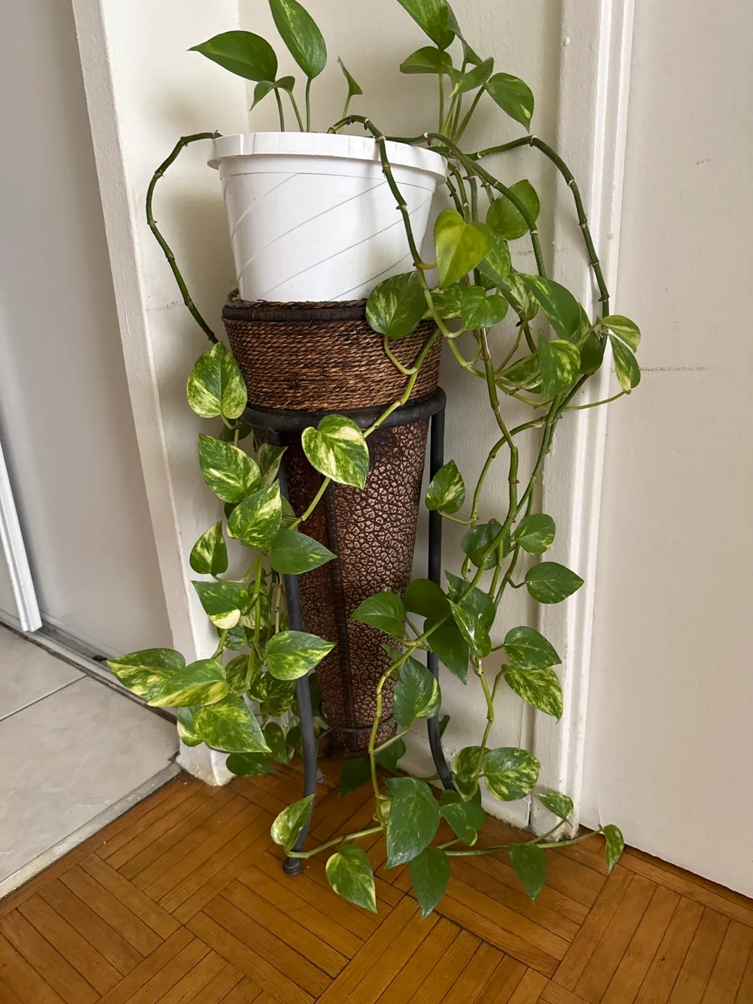 Pothos Plant with Stand thumbnail