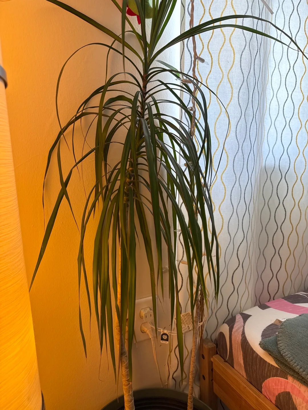 Dracaena Marginata Plant thumbnail