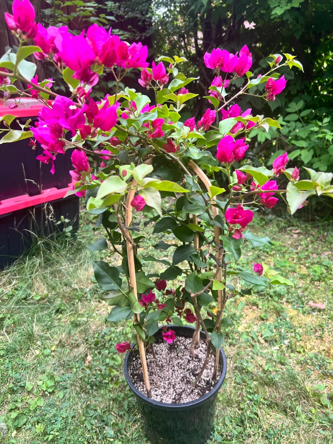 Bougainvillea Plant with Pink Flowers thumbnail