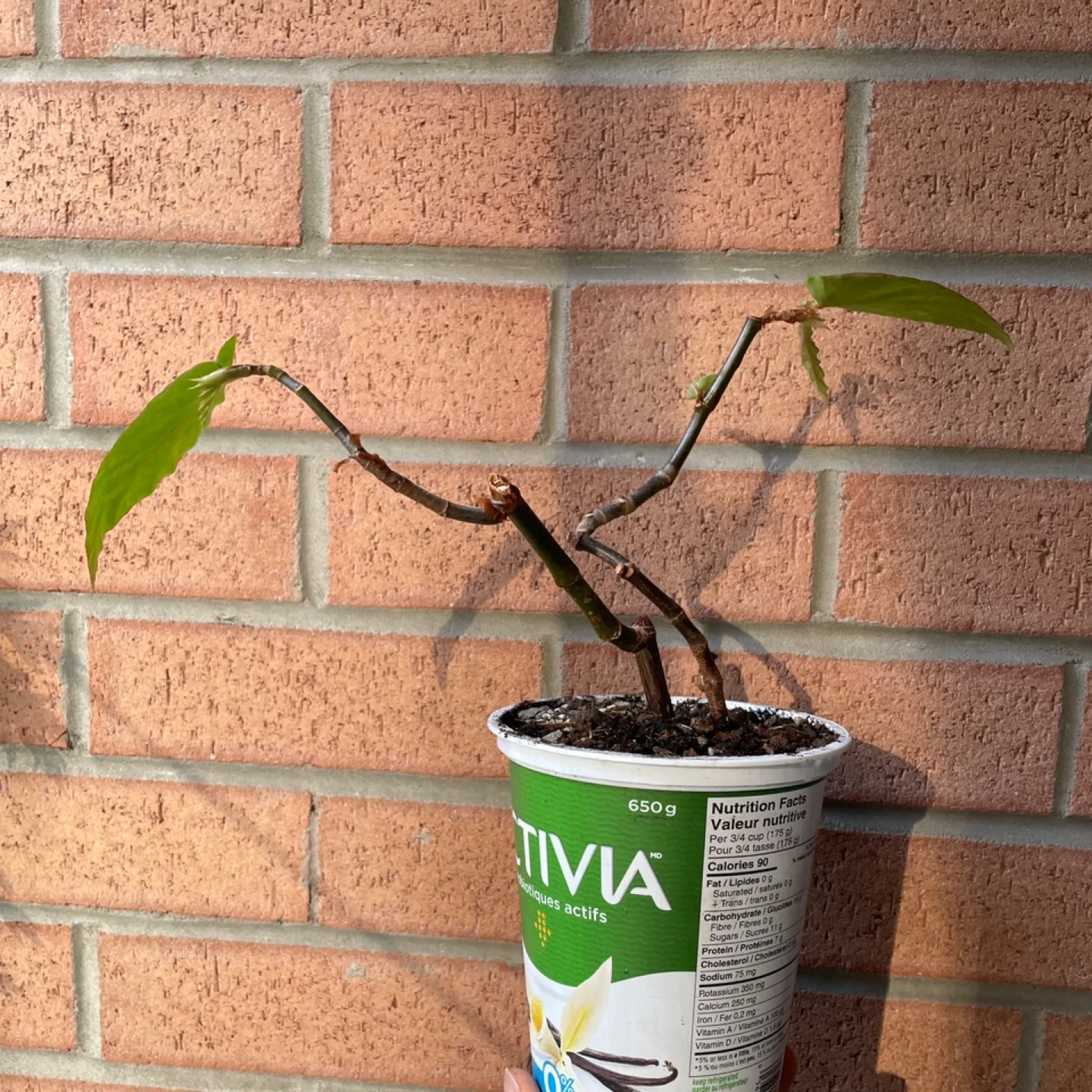 Bonsai ready begonia thumbnail