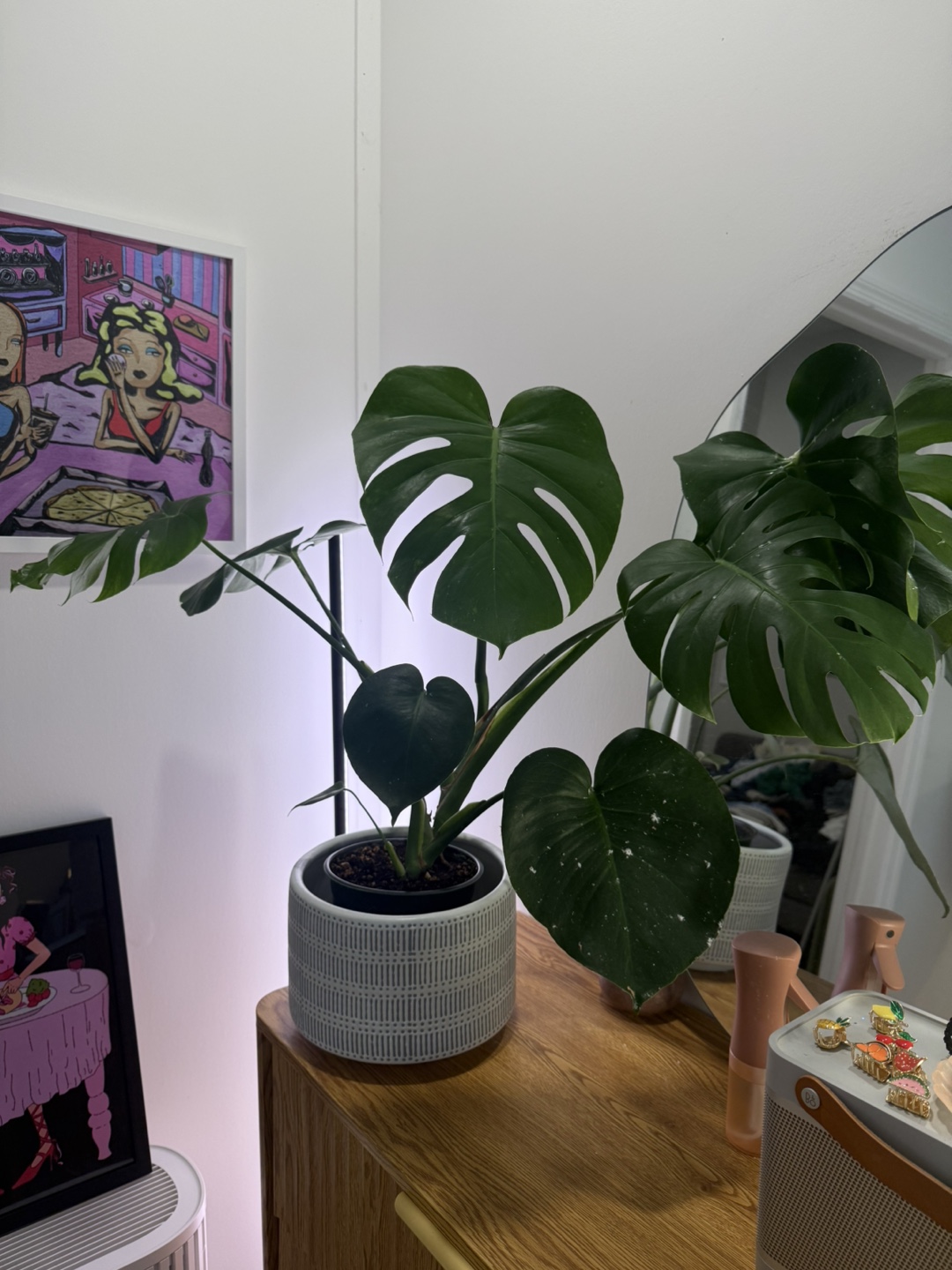 Monstera w/ pot