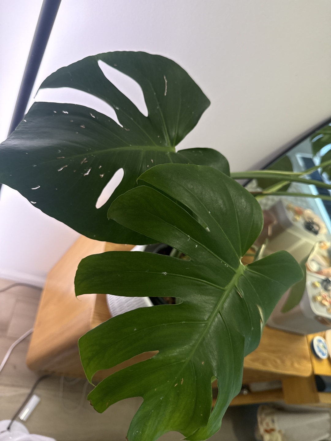 Monstera w/ pot - photo 3