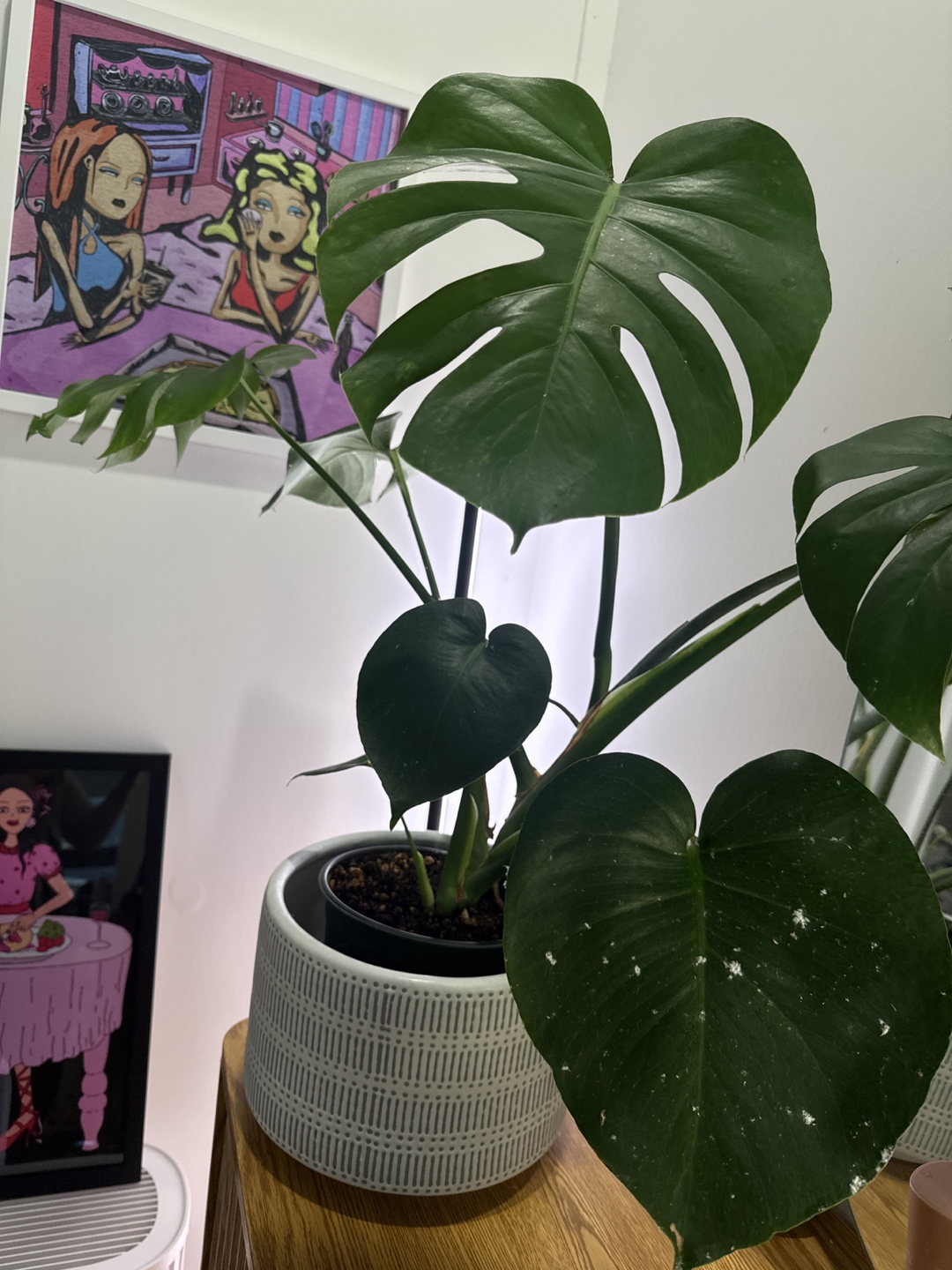 Monstera w/ pot - photo 2