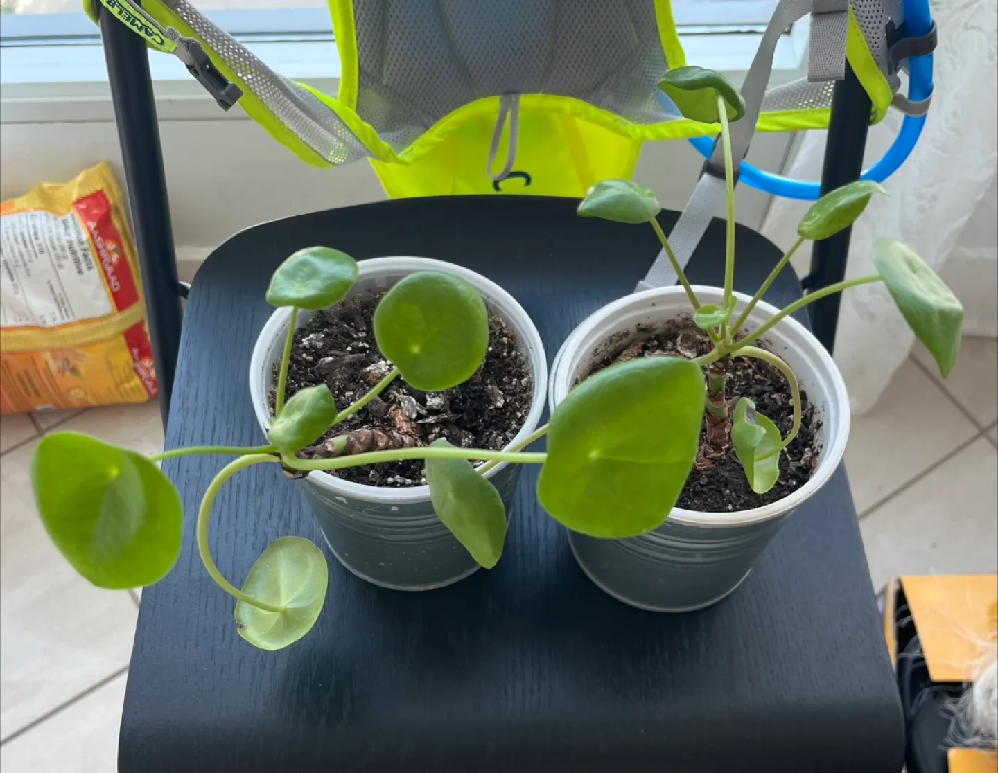 Two Pilea peperomioides plants (chinese money plant) thumbnail