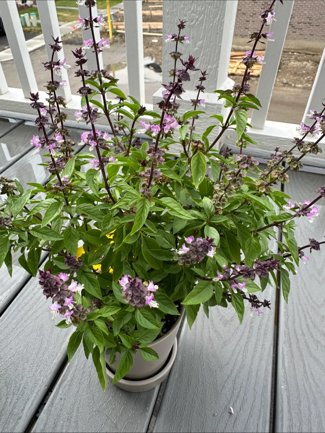 Thai Basil with pot thumbnail