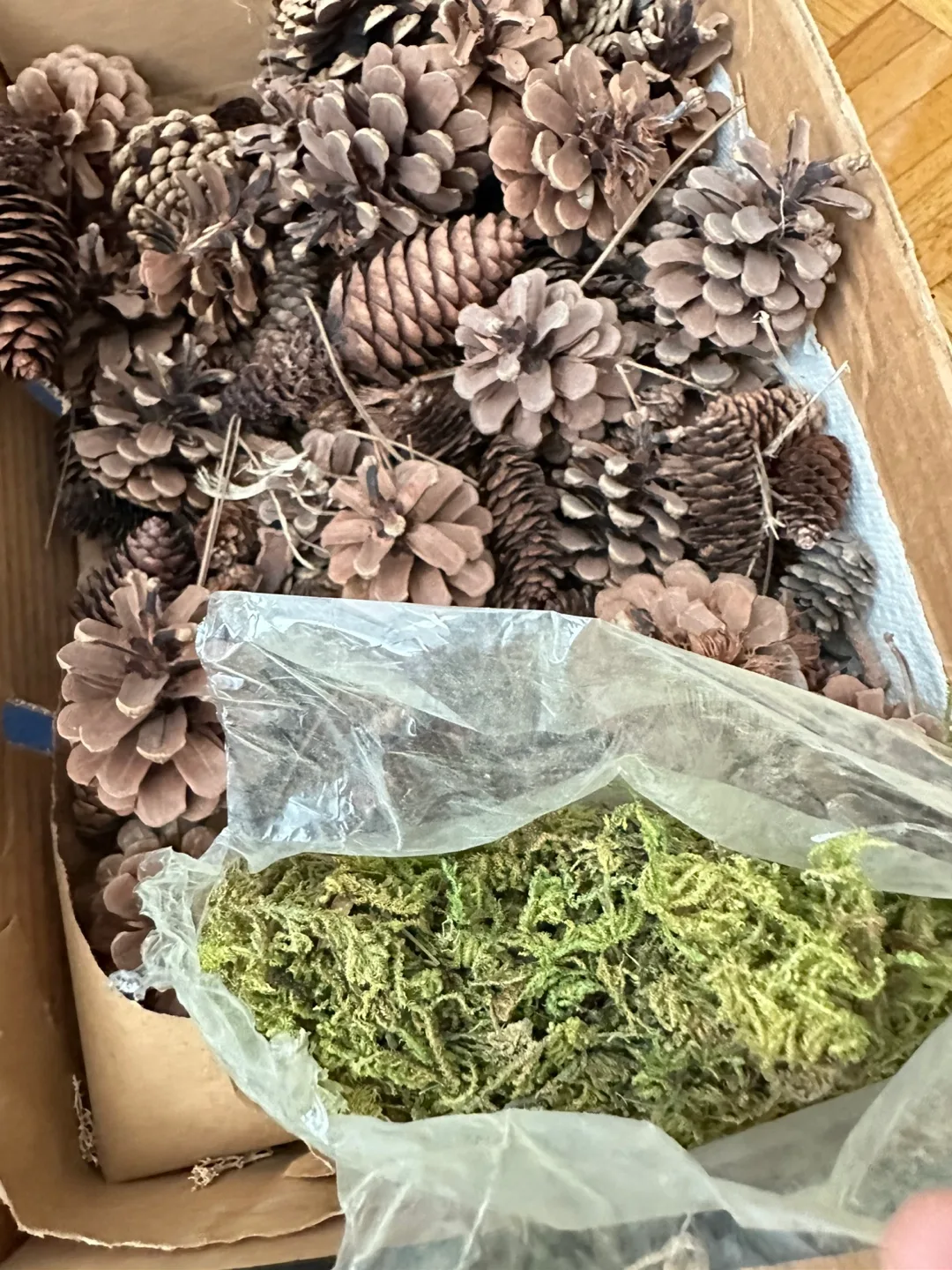 🇨🇦 Box of Pinecones & Moss image indicator(2)