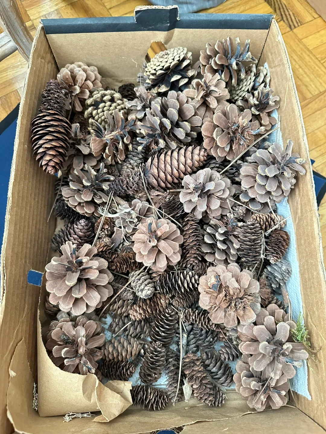🇨🇦 Box of Pinecones & Moss thumbnail