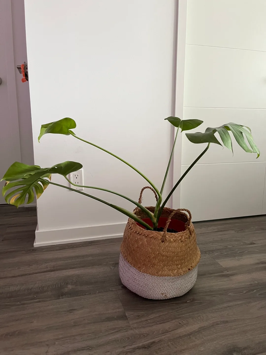 Large Monstera Plant with Basket thumbnail