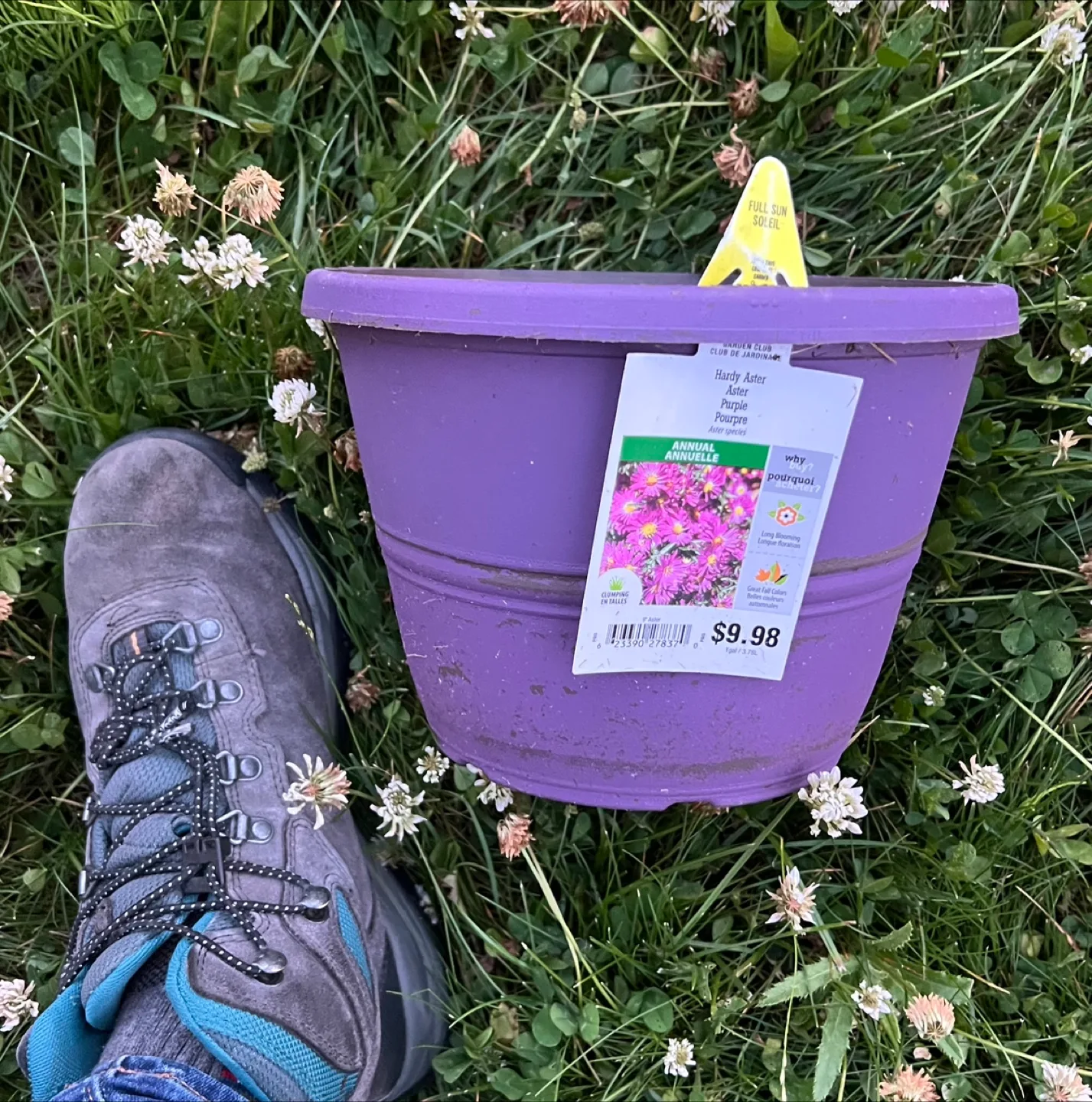 Purple planter Pot #freecycle 🇨🇦 thumbnail