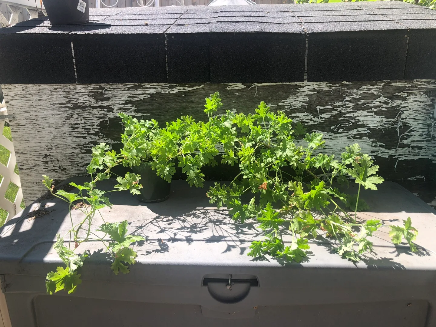 Lemon Scented Geranium / Citronella Plant.  6” pot thumbnail