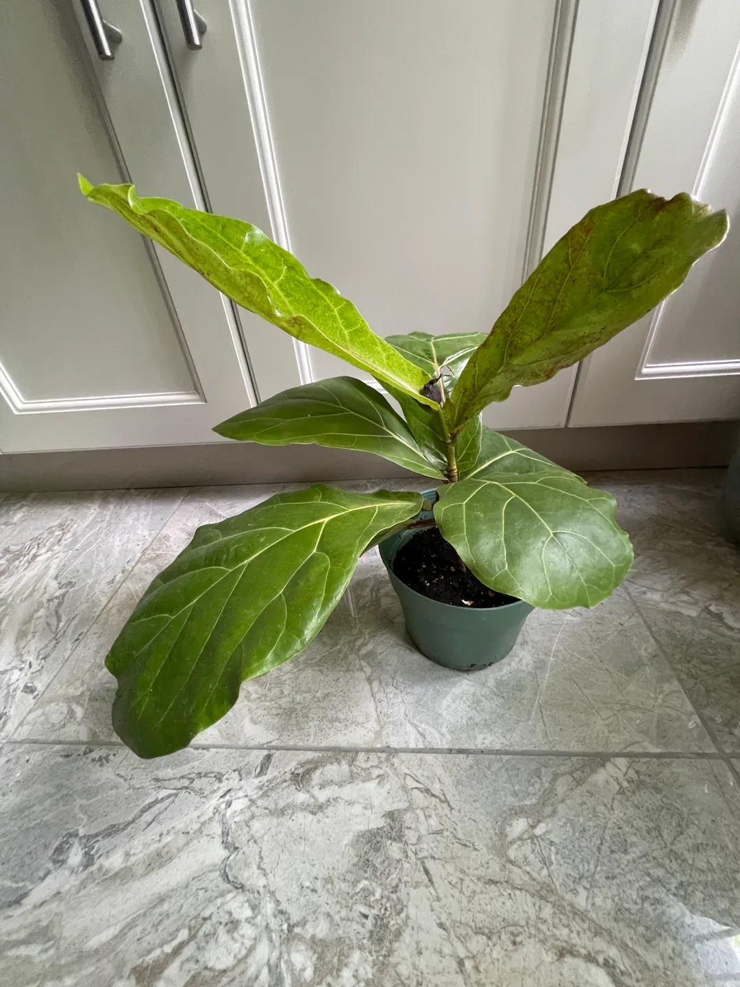 Fiddle Leaf Fig Plant thumbnail