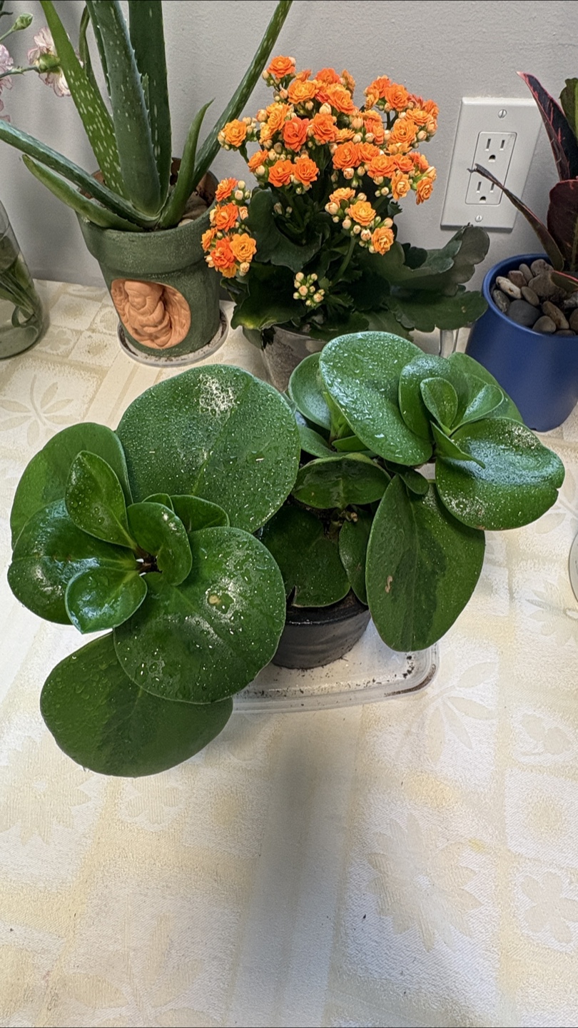 Potted Peperomia Obtusifolia Plant - photo 2