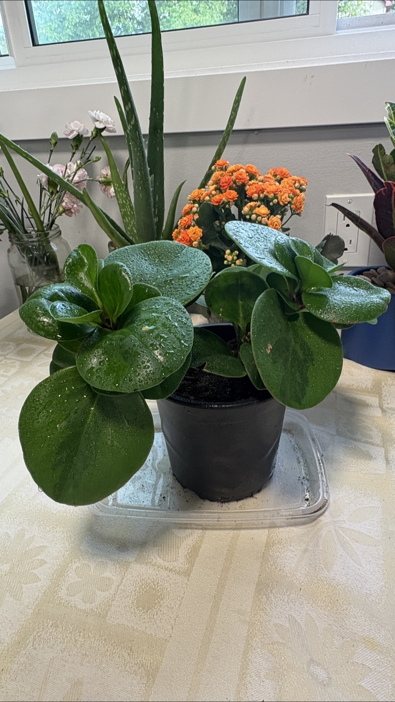Potted Peperomia Obtusifolia Plant