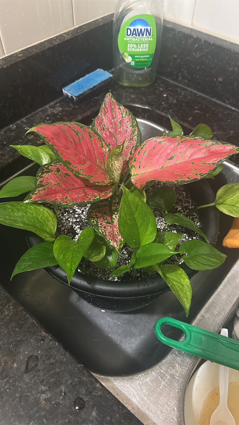 Potted Plant Arrangement - photo 2