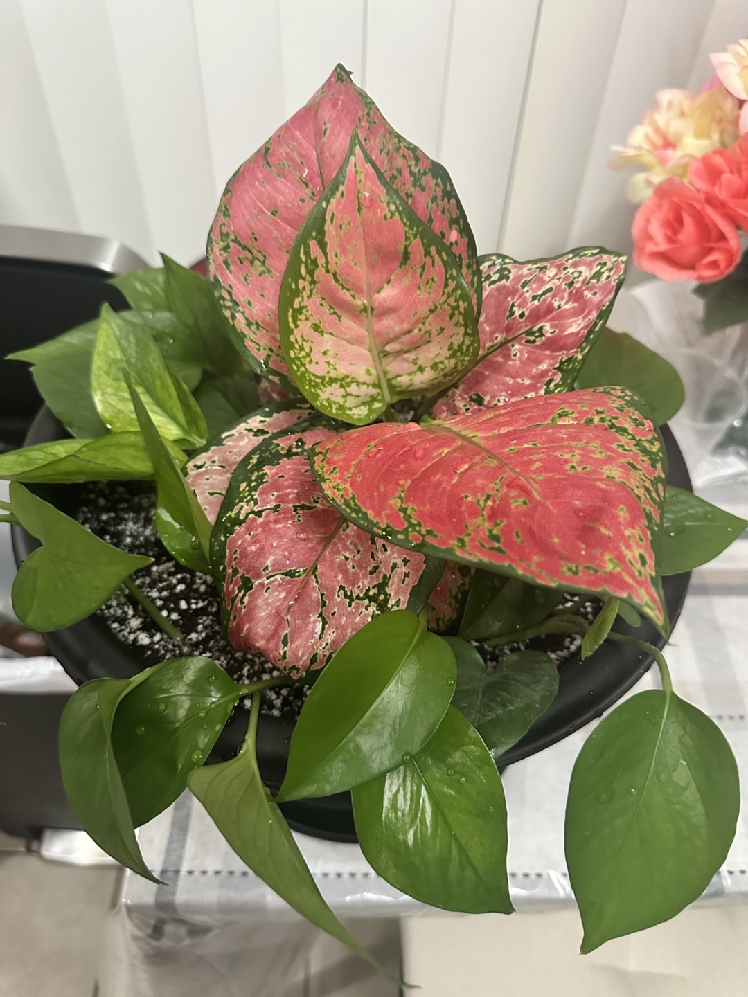 Potted Plant Arrangement