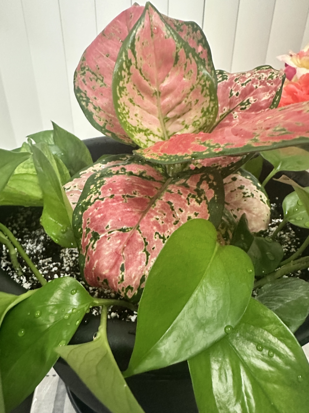 Potted Plant Arrangement - photo 3
