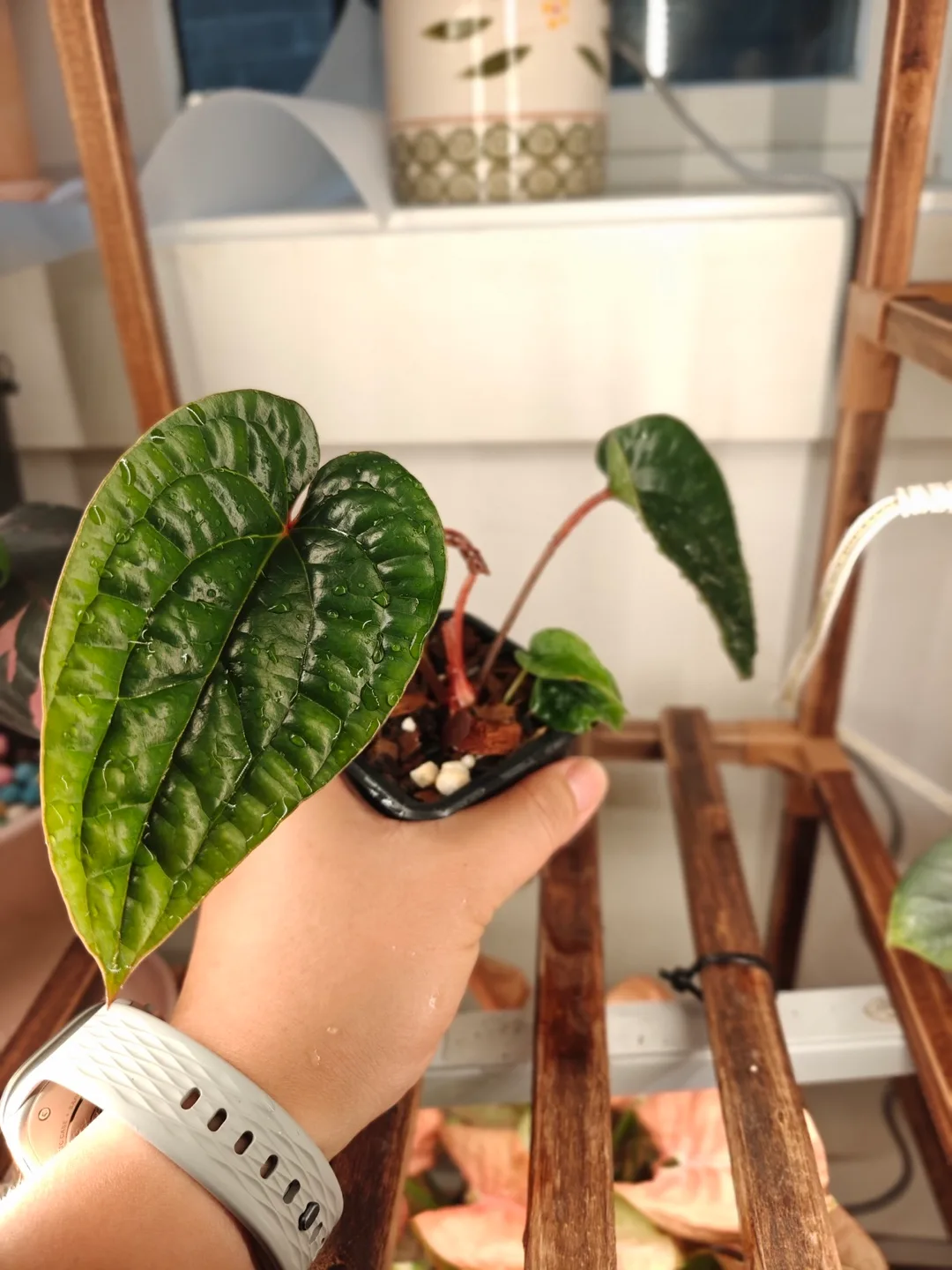 Anthurium lux thumbnail
