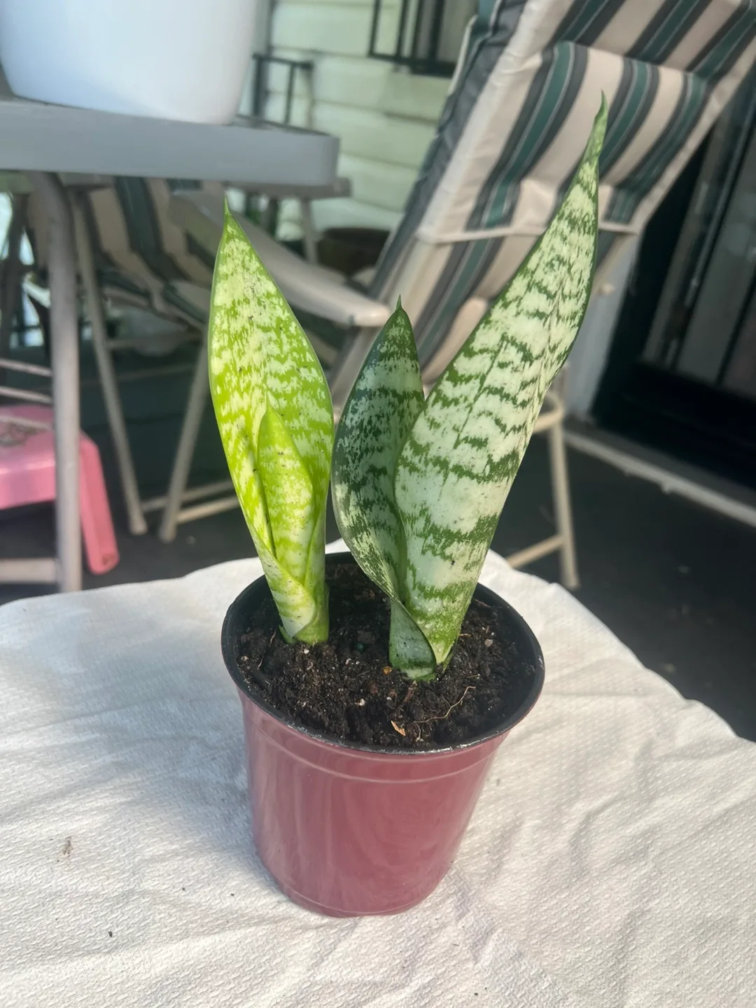 Snake Plant in Pot thumbnail