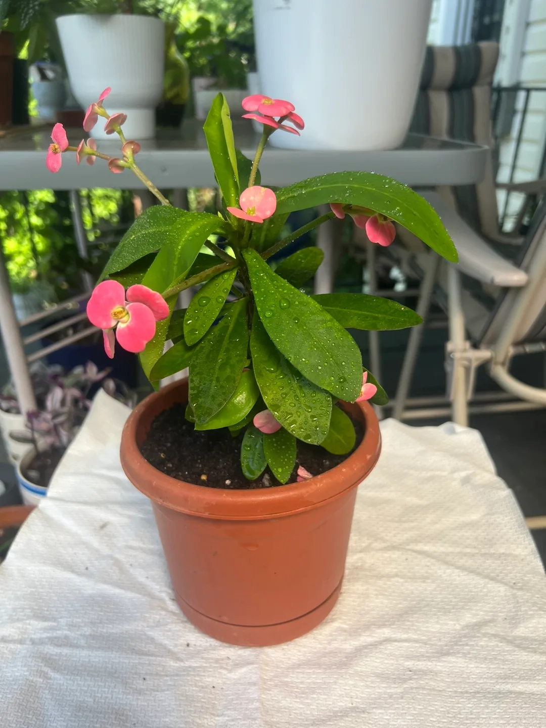 Crown of Thorns Plant in Pot thumbnail