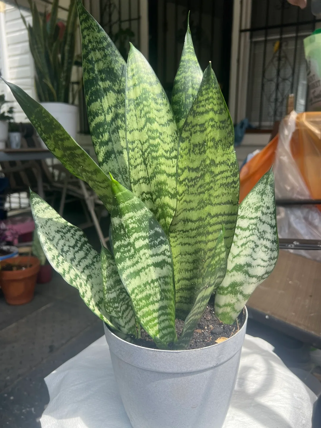 Beautiful large snake plant in pot thumbnail