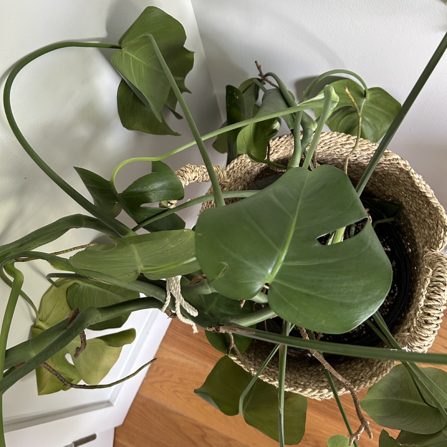 30 inch / 2.5 feet tall healthy monstera and basket - photo 2