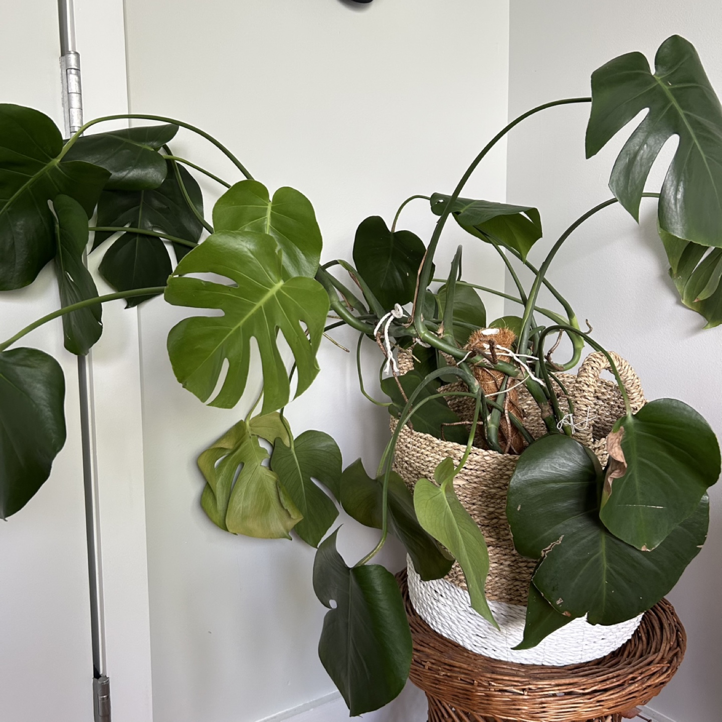 30 inch / 2.5 feet tall healthy monstera and basket