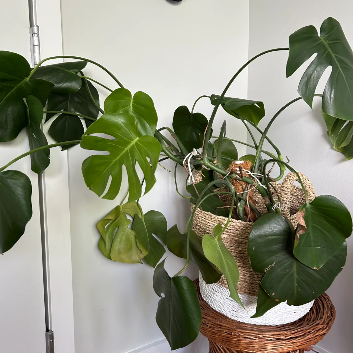 30 inch / 2.5 feet tall healthy monstera and basket thumbnail