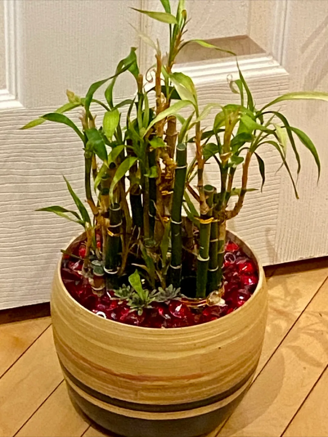 🍁Rainbow Lucky Bamboo Planter thumbnail
