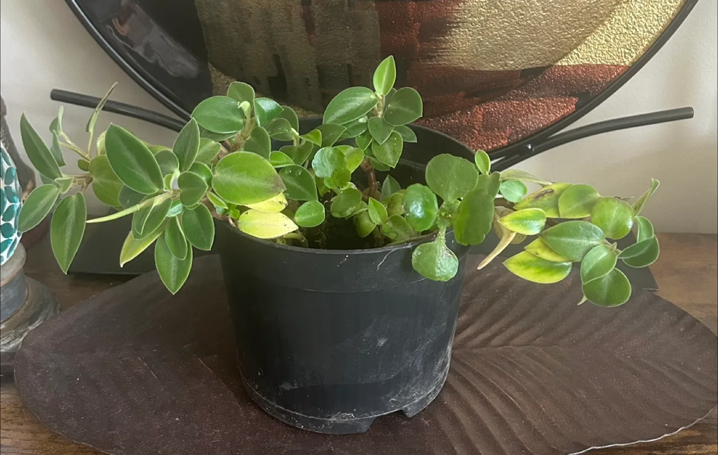 Potted Peperomia Plant thumbnail