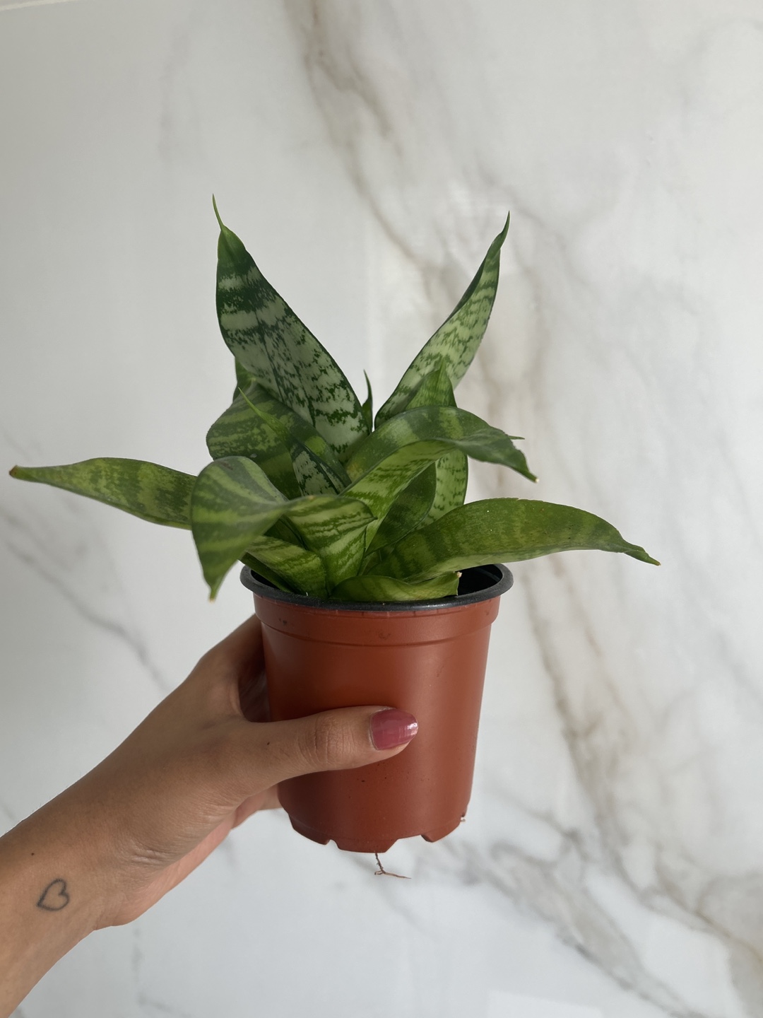 Snake Plant (Sanseveria) 🪴