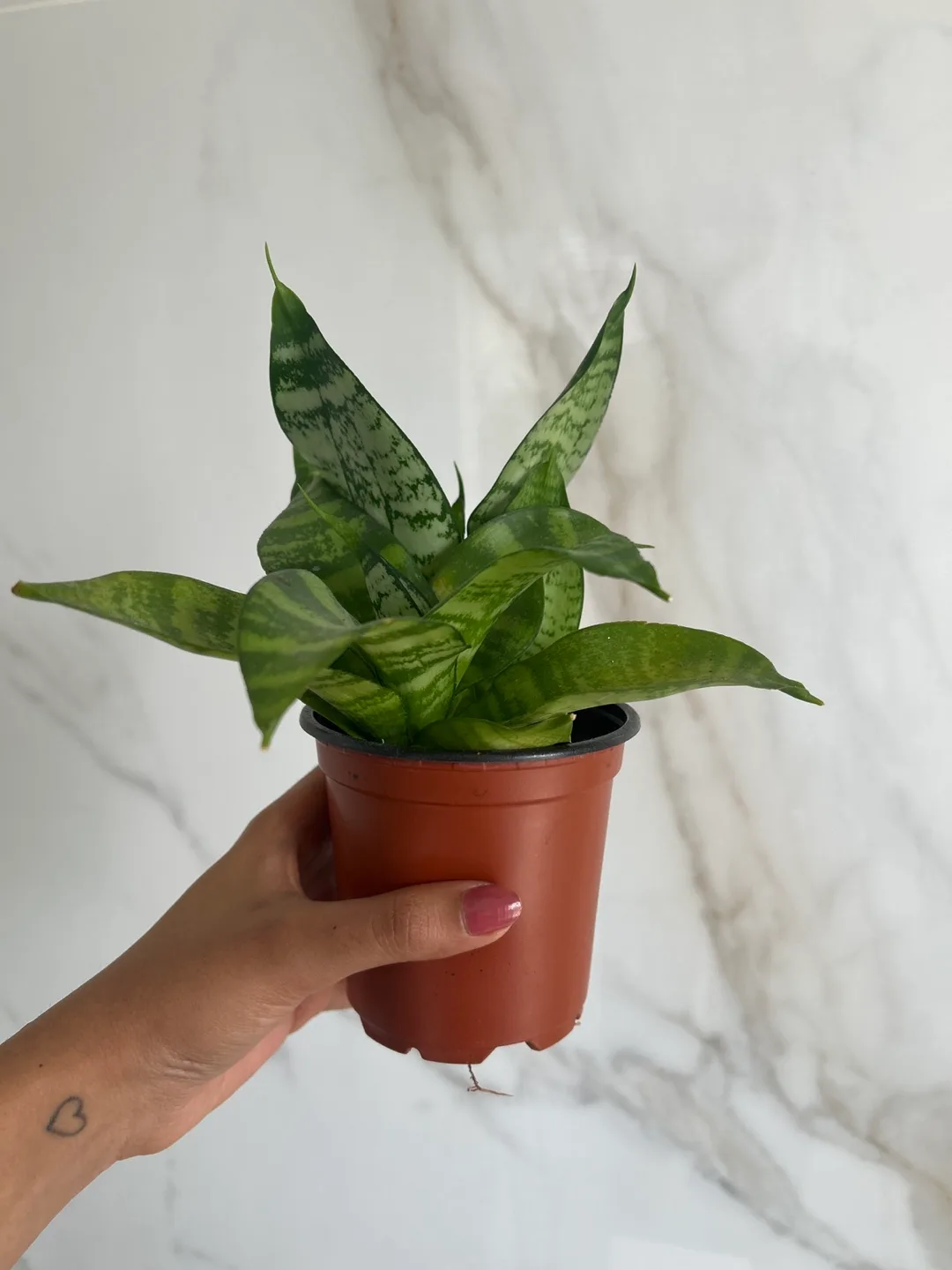 Snake Plant (Sanseveria) 🪴 thumbnail