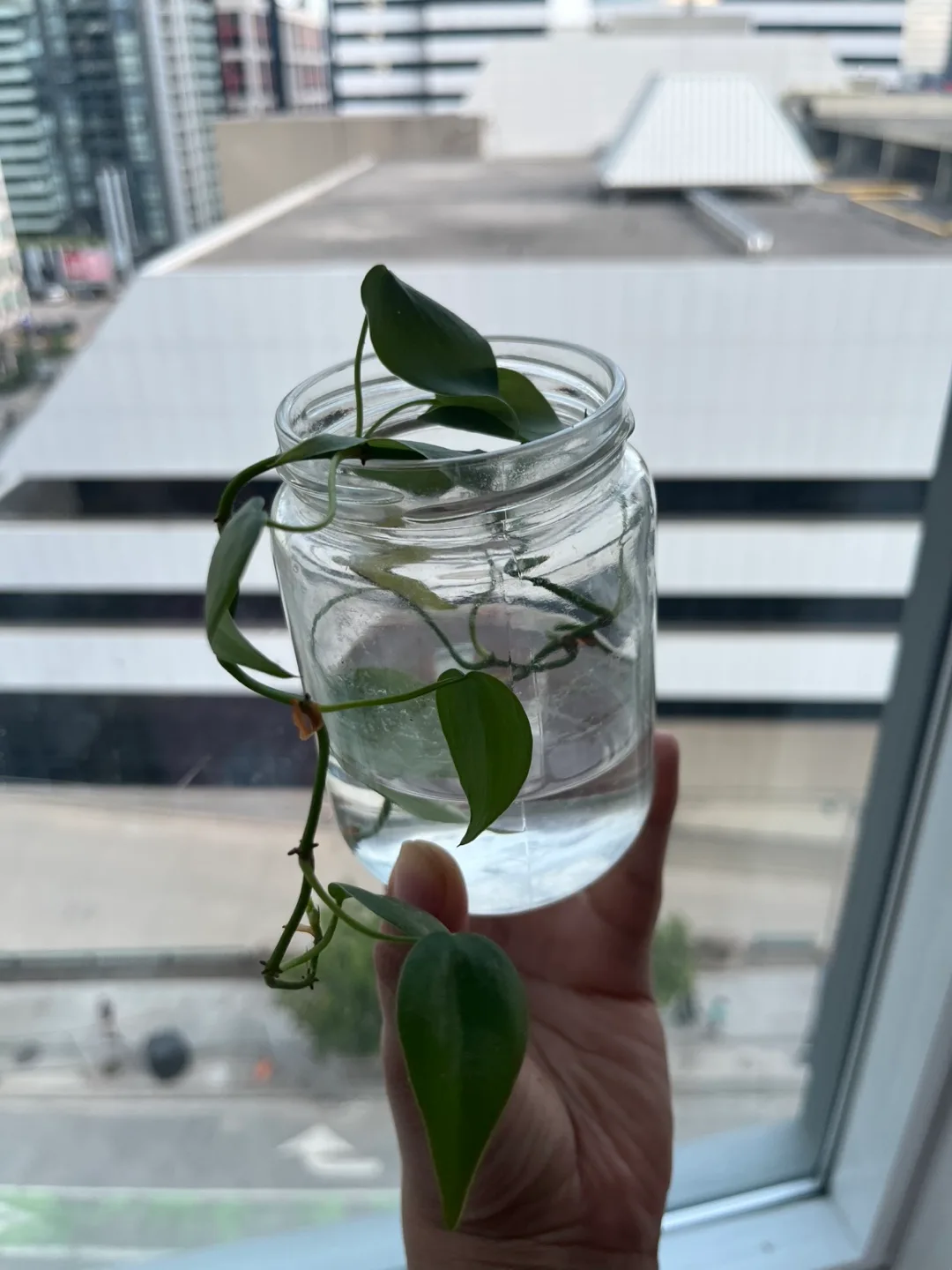 Heartleaf Philodendron Cutting thumbnail