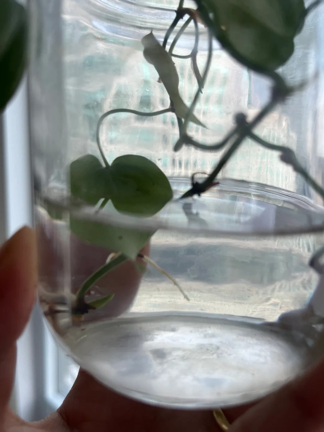 Heartleaf Philodendron Cutting image indicator(2)