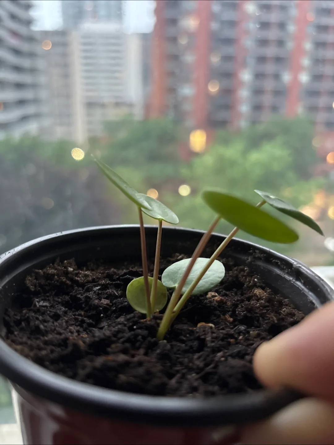 Pilea Baby Plant 🇨🇦 thumbnail