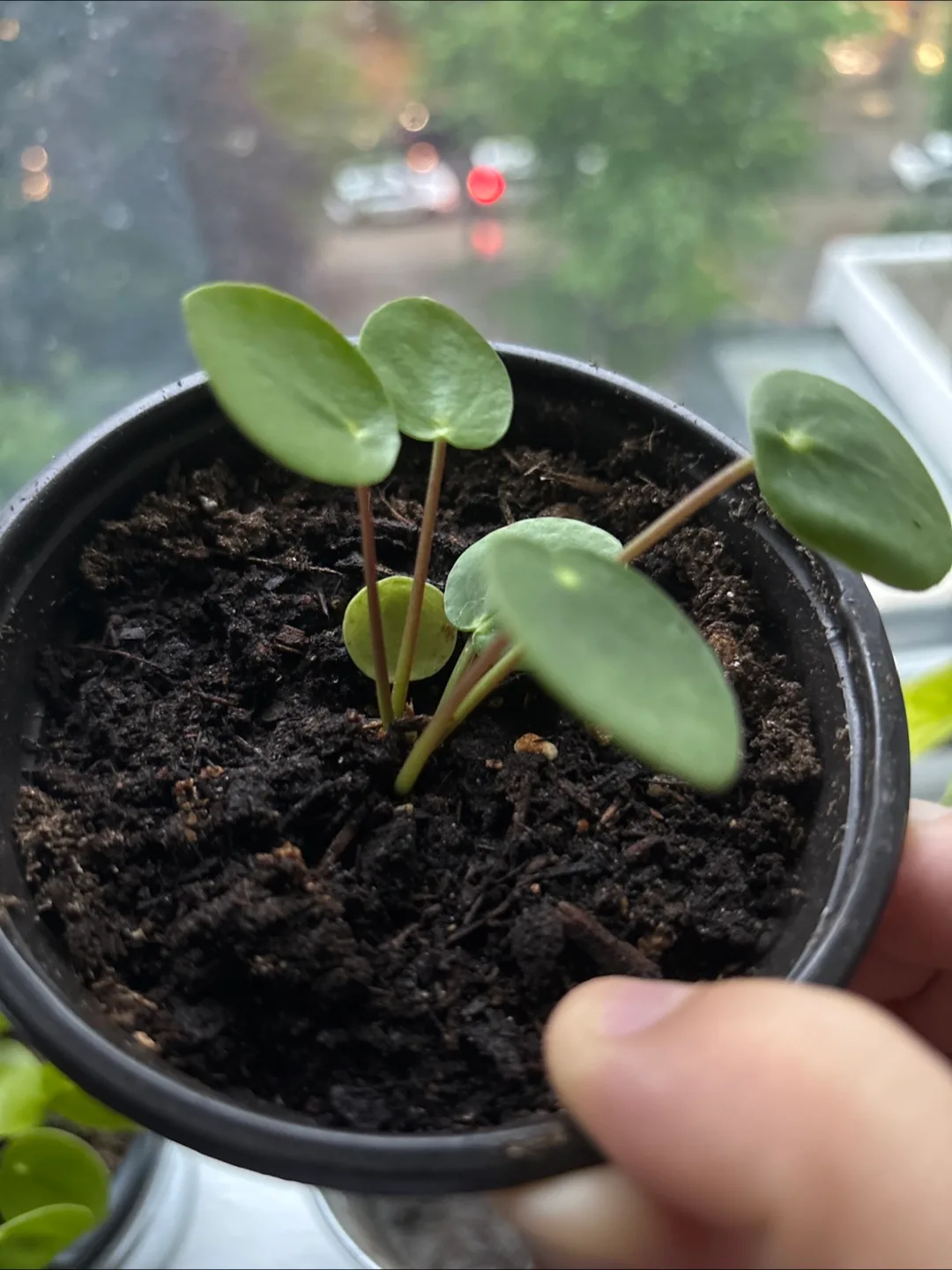 Pilea Baby Plant 🇨🇦 image indicator(2)