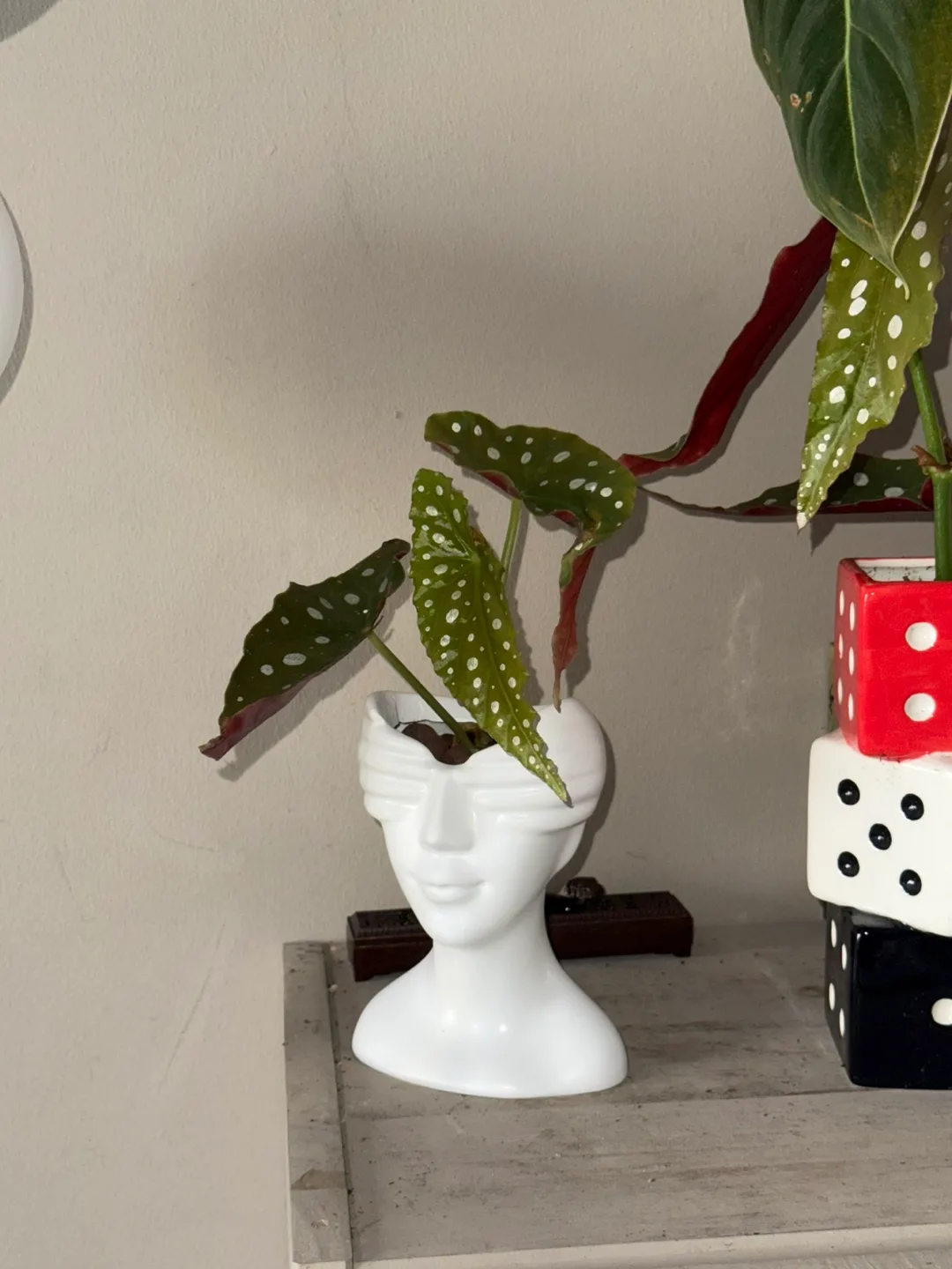 Begonia polka dots plant with face planter thumbnail