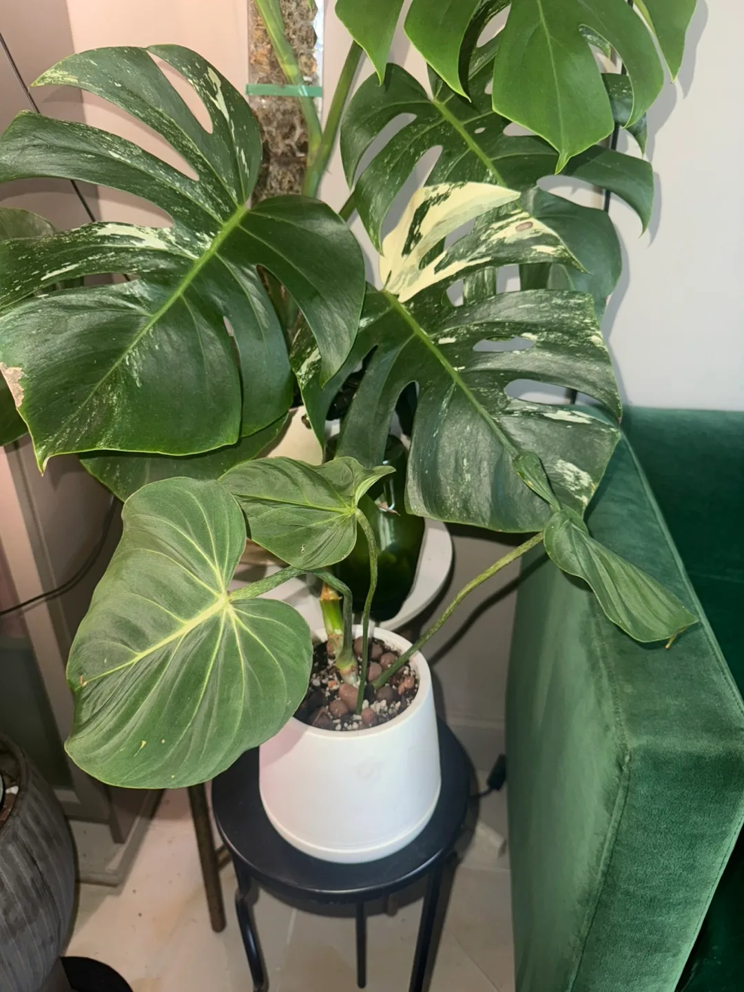Philodendron gloriosum with planter thumbnail