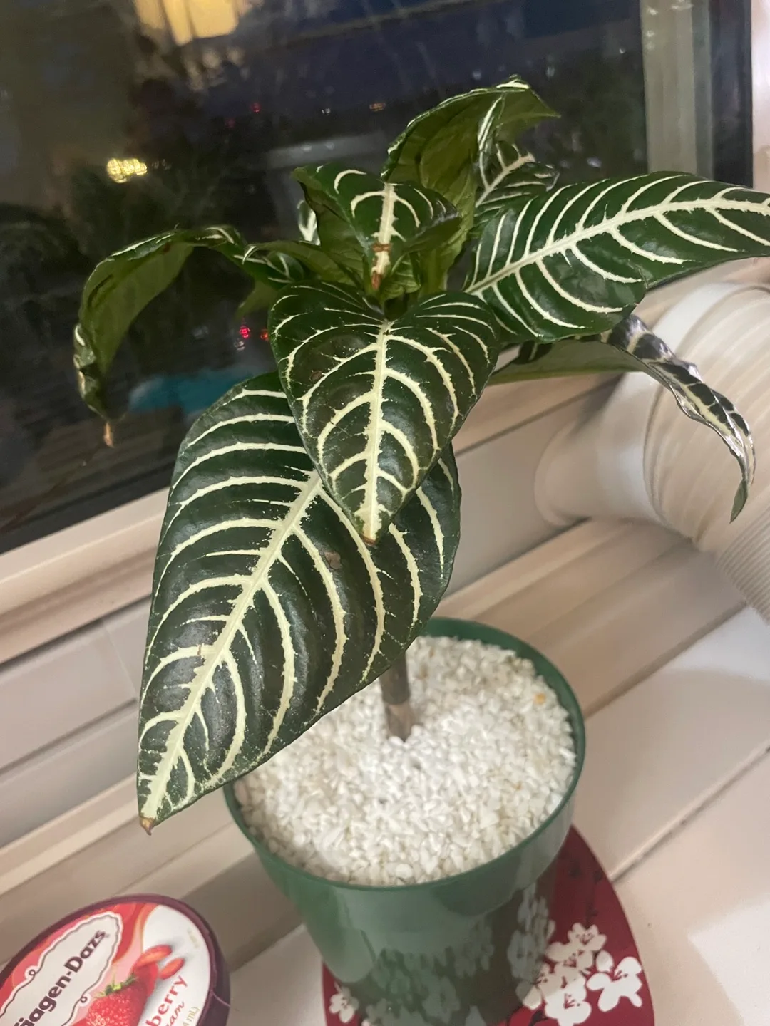 Zebra Plant 🦓 🪴 thumbnail