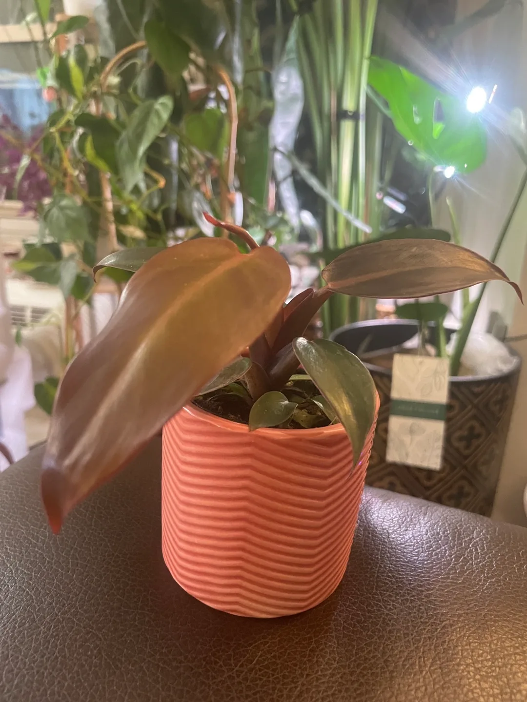 Potted Philodendron Plant thumbnail