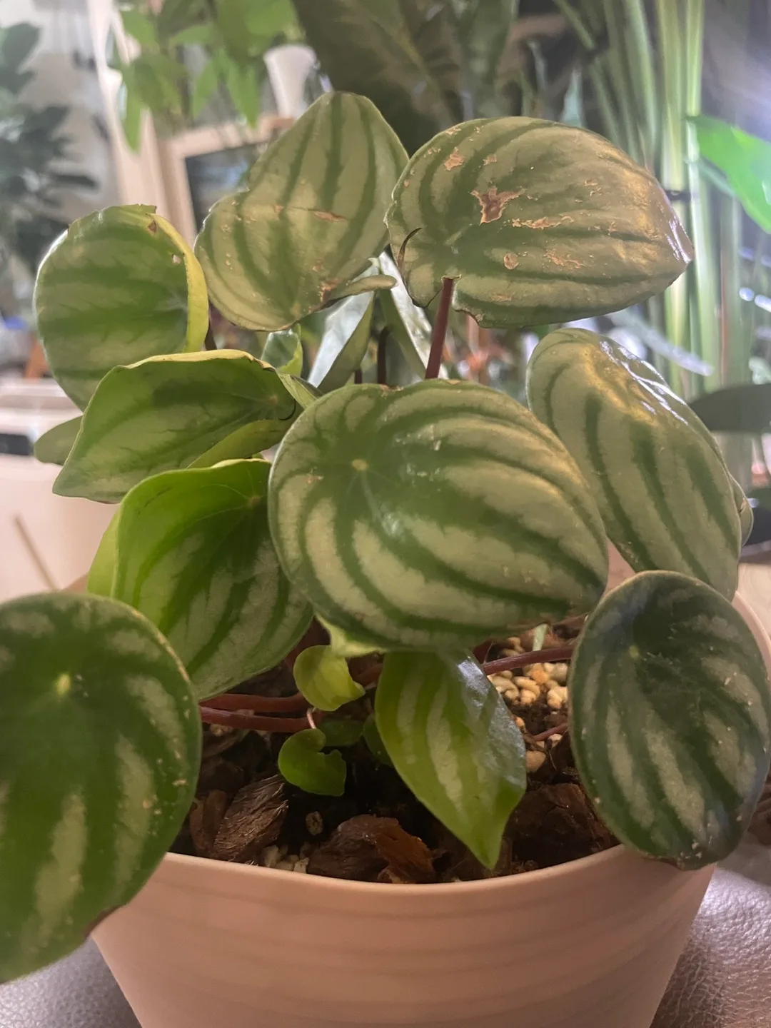 Watermelon Peperomia Plant 🪴 thumbnail