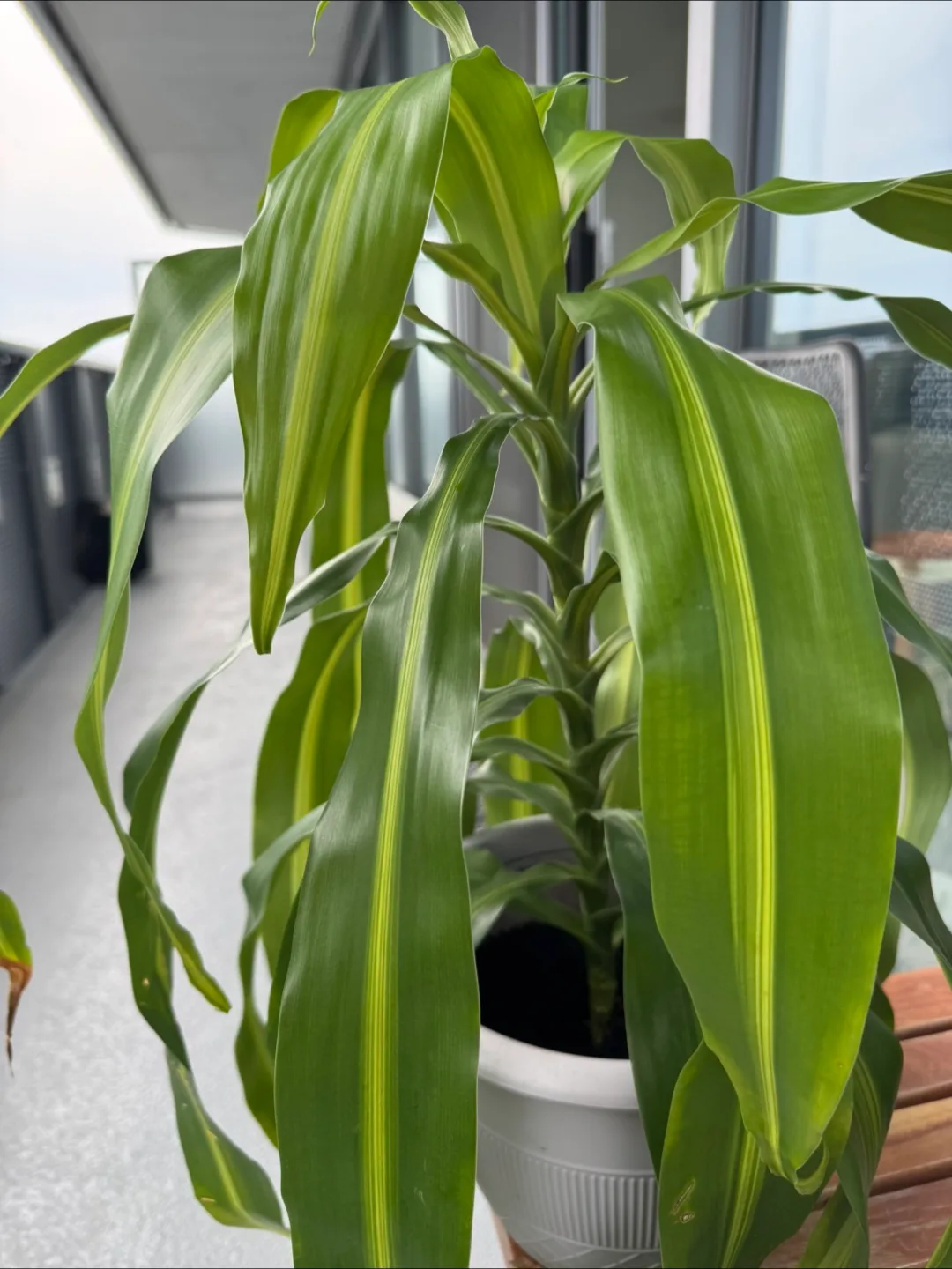 Dracaena fragrans (Corn plant) image indicator(4)