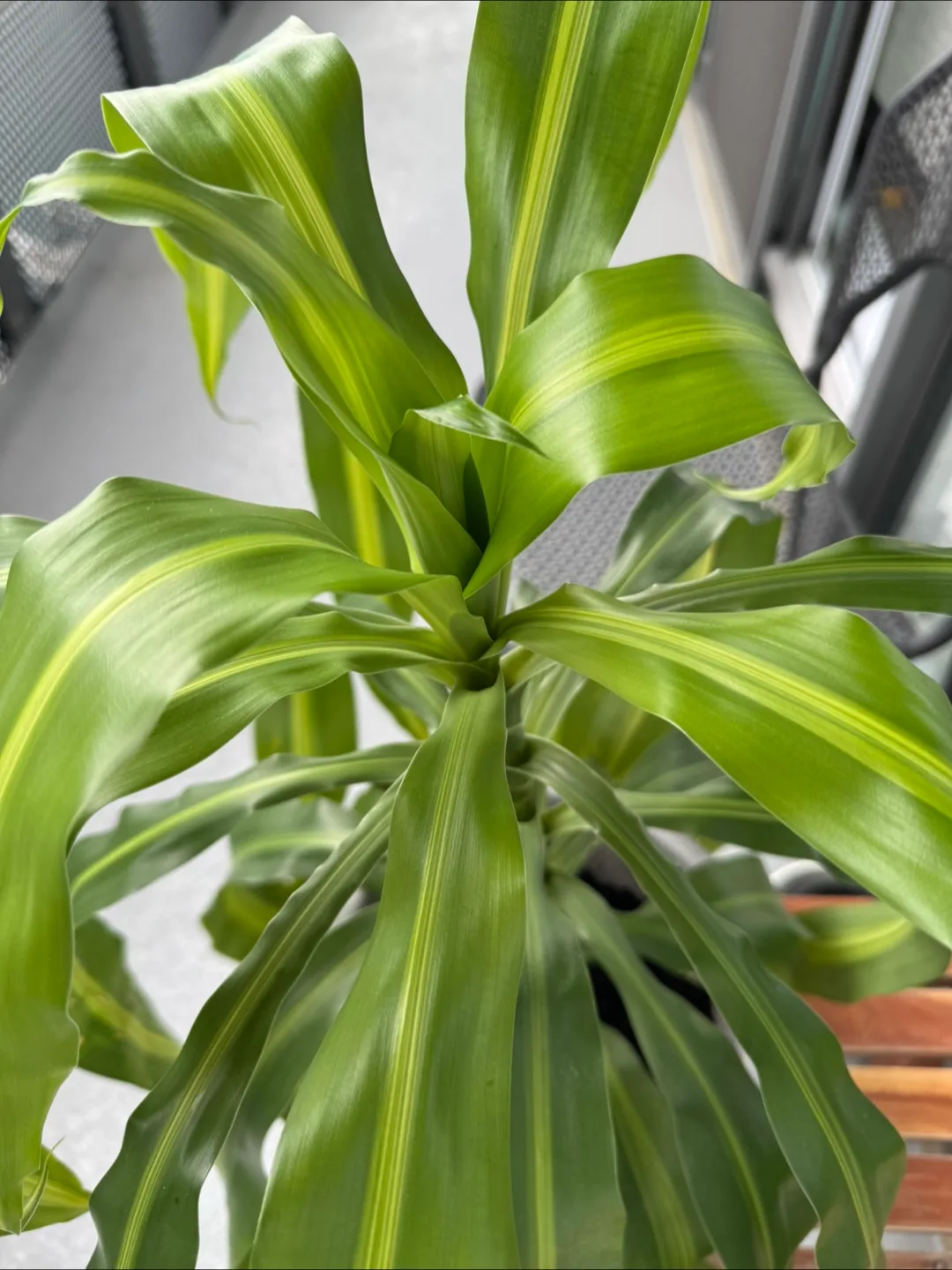 Dracaena fragrans (Corn plant) image indicator(3)