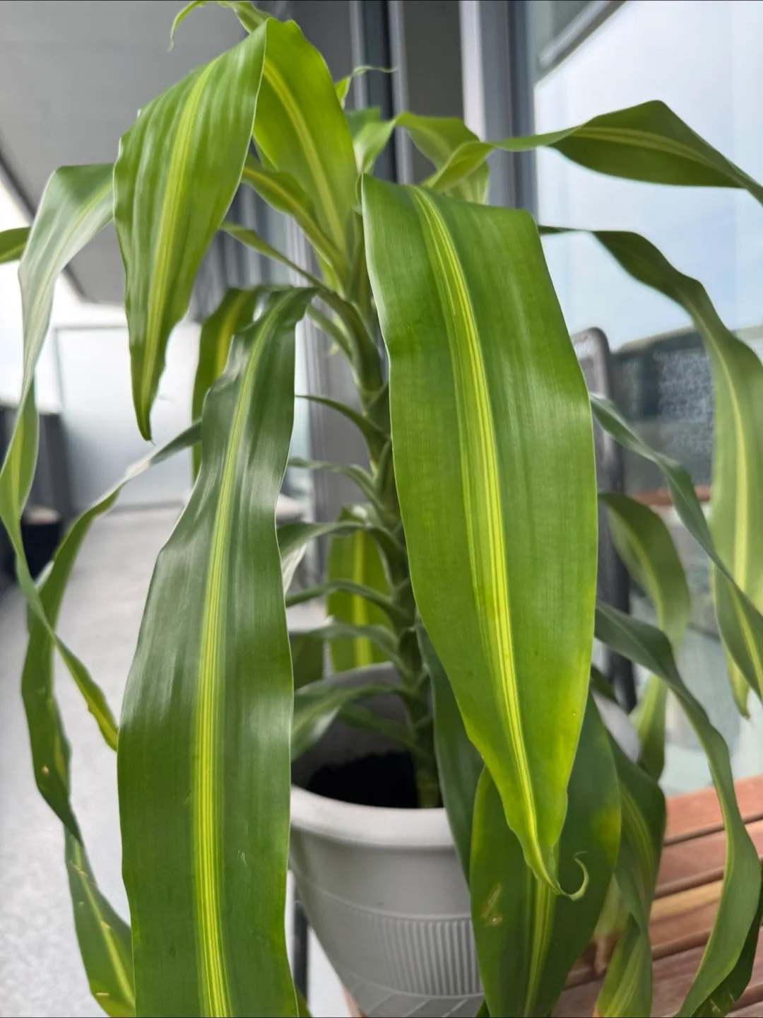 Dracaena fragrans (Corn plant) image indicator(2)