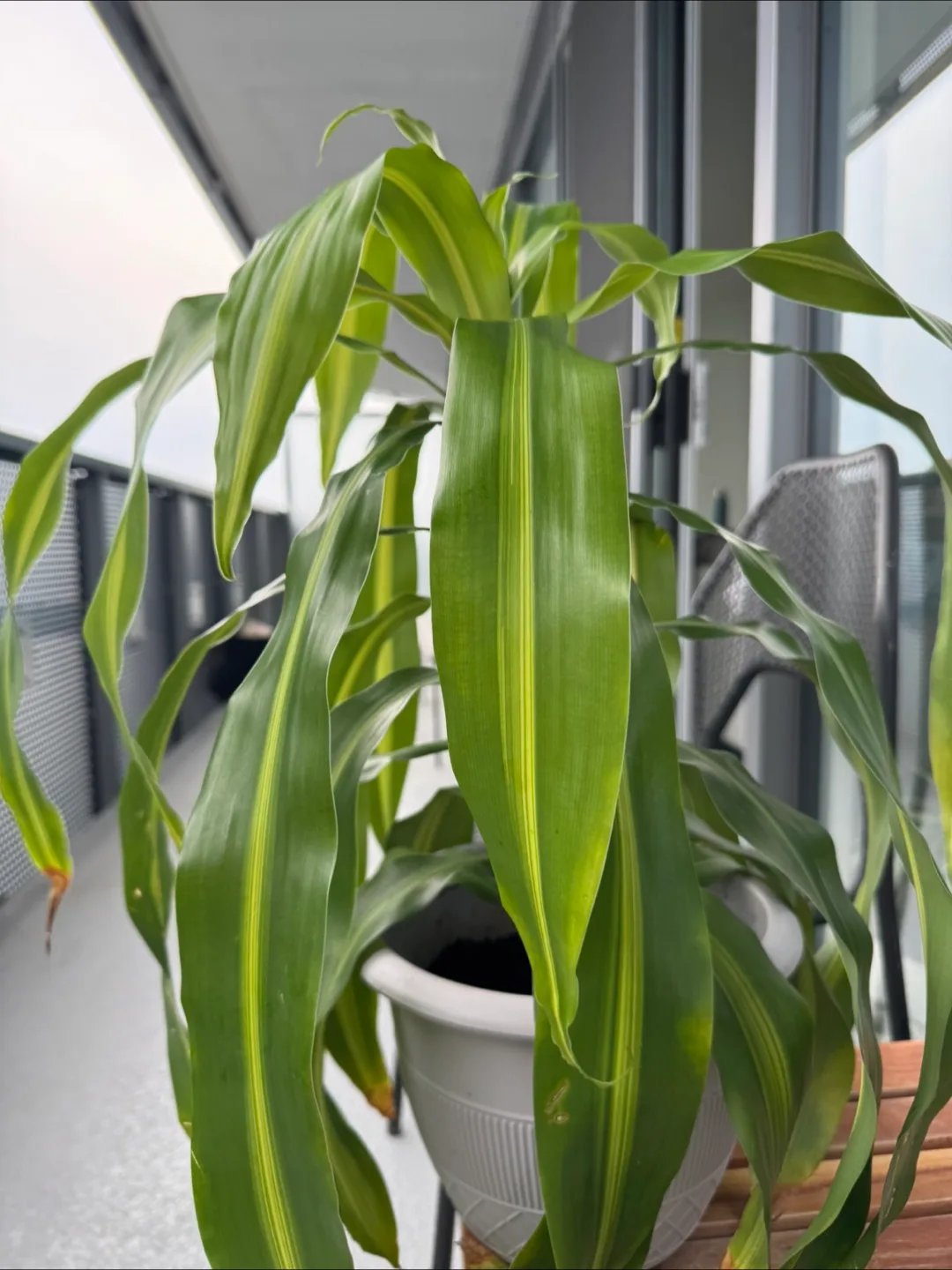 Dracaena fragrans (Corn plant) thumbnail